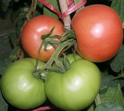 东方之珠——番茄种子
